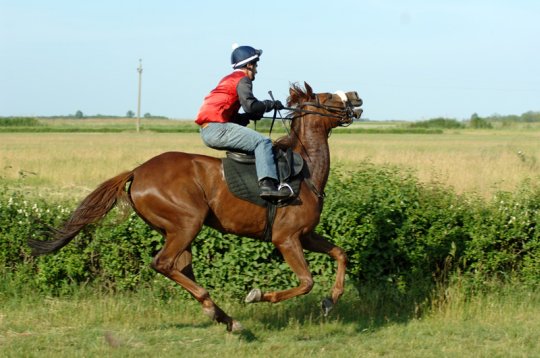 Az egyesületnél úgy tervezik, hogy hamarosan felpezsdül a lovasélet Bogárzón (Fotó: Rosta Tibor)