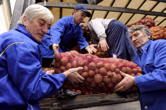 Pakolják az erdélyből érkezett burgonyát (Fotó: Rosta Tibor)