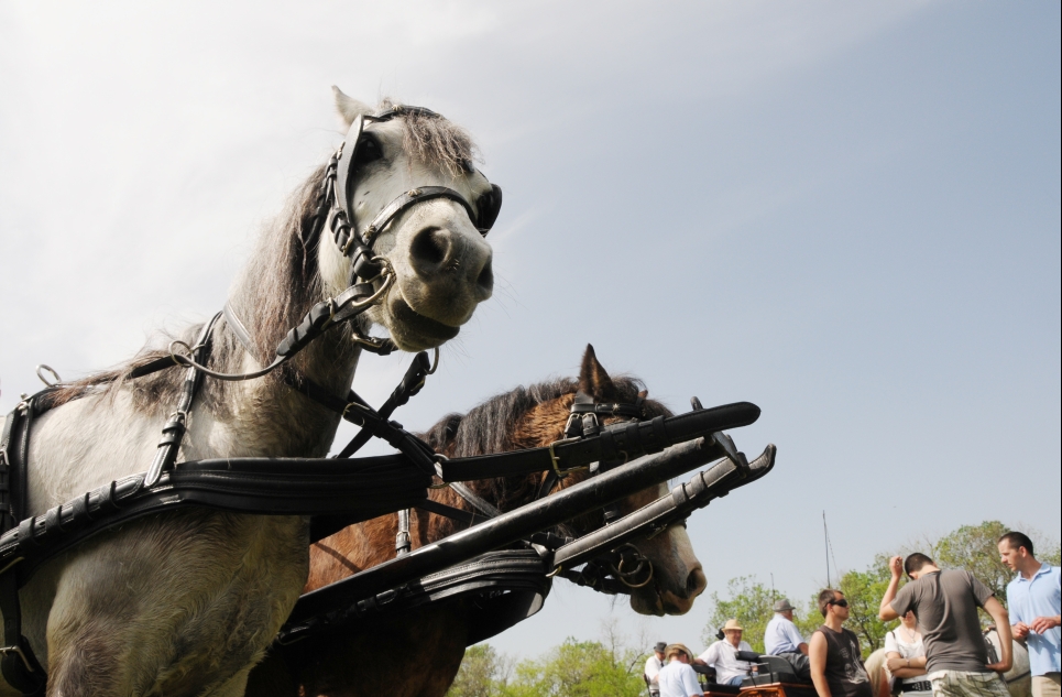 Háromezren vettek részt a borgázói lovas majálison - plusz a lovak (Fotó: Kecskeméti Krisztina)