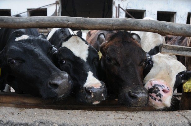 Az állatok éves szinten 2 millió 650 ezer liter tejhozamot produkálnak a gazdaságnak (Fotó: Kecskeméti Krisztina)