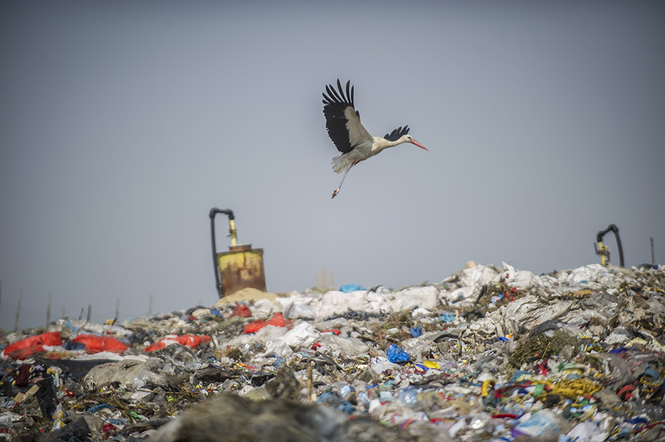 A gólyák miatt is rendkívül fontos, hogy visszaszorítsuk a keletkező szemét mennyiségét, és szelektíven gyűjtsük a hulladékot 