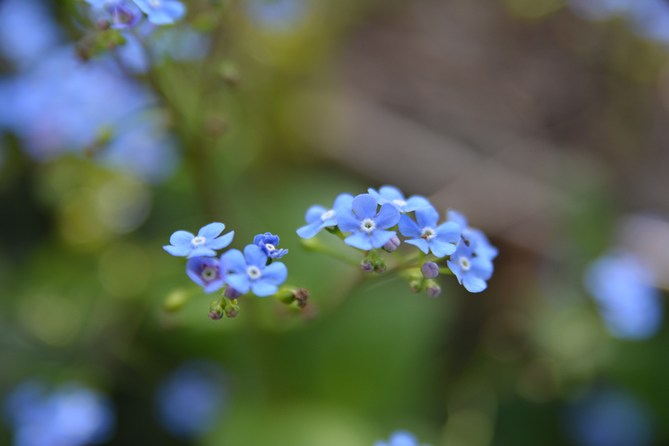 A nefelejcs apró, csillag alakú virágaival üde tavaszi kis növény (Fotó: Forgó Imi)