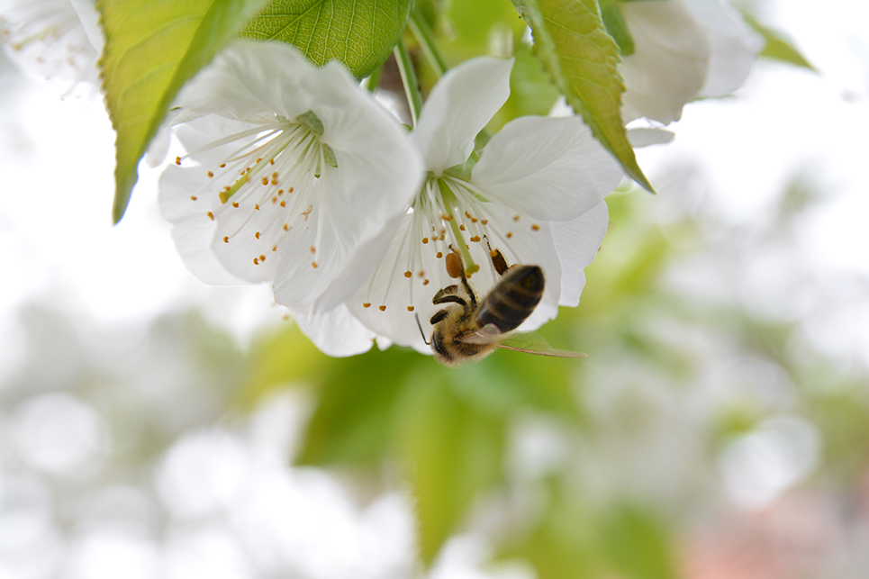 Szorgoskodnak a méhek (Fotó: Forgó Imi)