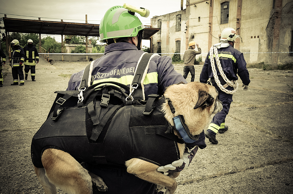 A helyszín nehezen megközelíthető, így dr. Sín Zoltán a hátán viszi fel a romterületre Kelly kutyáját