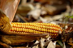 A kukorica terméseredménye elmaradt a tavalyitól (archív fotó)