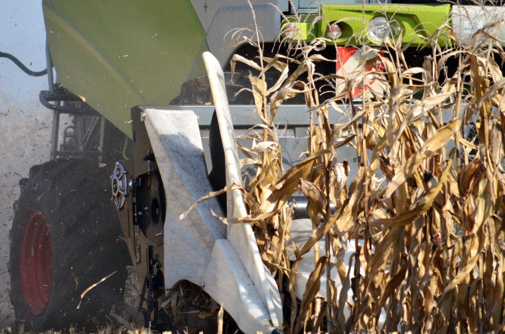 Ideális körülmények között napi 50 hektár lábon álló kukoricát takarítanak be az Agro-M Zrt-nél (Fotó: Vági Kata)