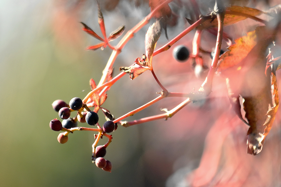 A szüret ideje van októberben, Gyopároson ezt a vadszőlőt a madarak szüretelték le (Fotó: Vági Kata)