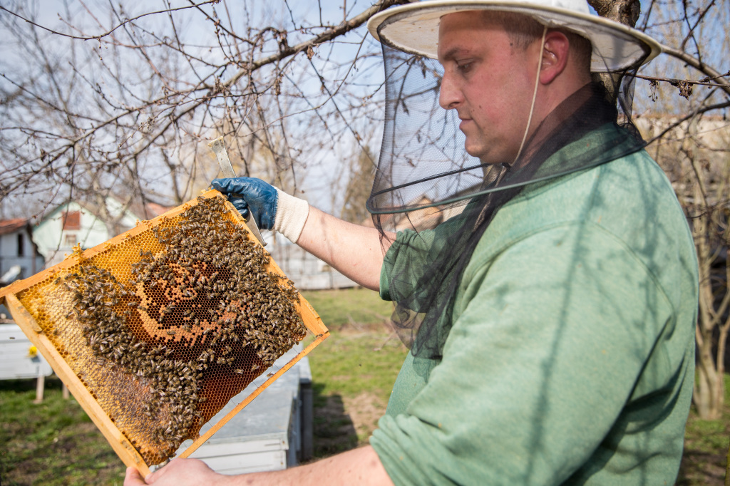 Pap Péter méhész 70 méhcsaládot ellenőriz (Fotó: Rosta Tibor)