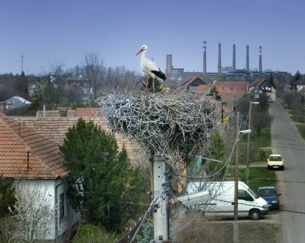 Az első gólya már javítja a fészkét a József Attila utcában (Drón fotó: Nyitrai Attila és Zalai Zoltán)