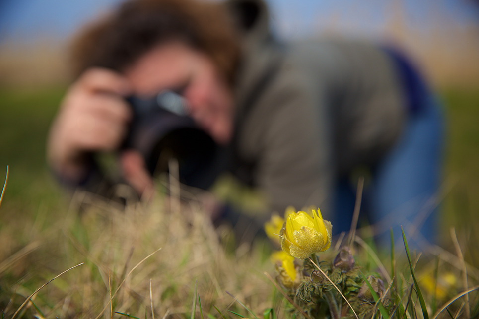 Csorvás határában kinyílt a védett virág, az erdélyi hérics az egyik legveszélyeztetettebb növény