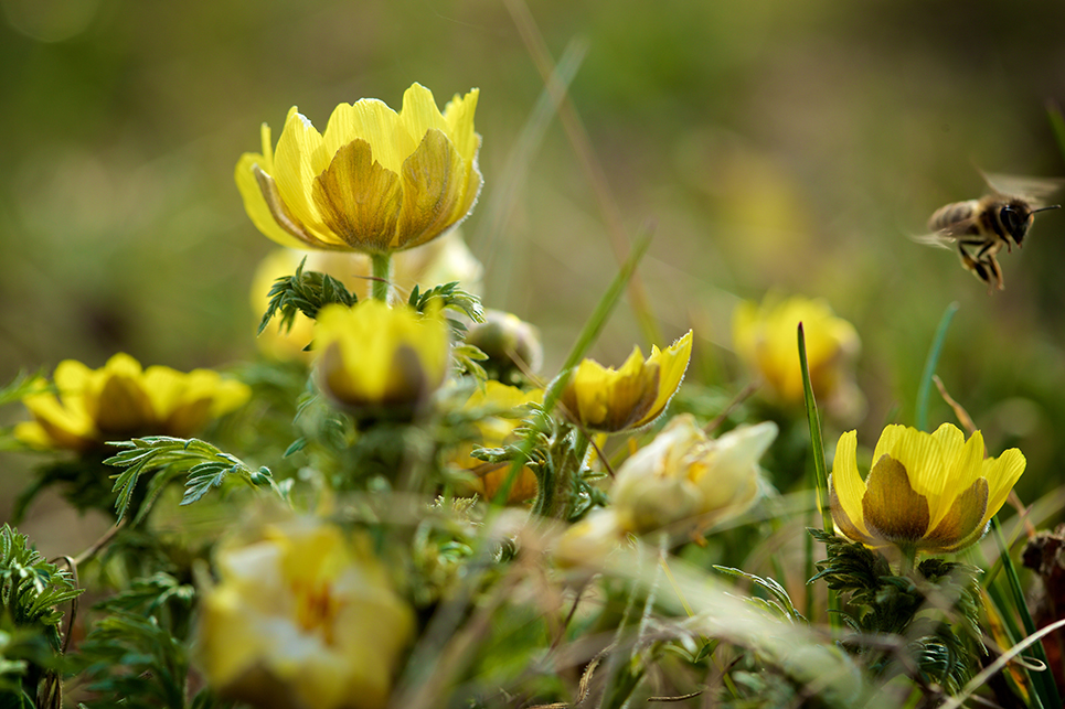 Egy méh virágport gyűjt a a Körös-Maros Nemzeti Park területén egy virágzó héricsen 