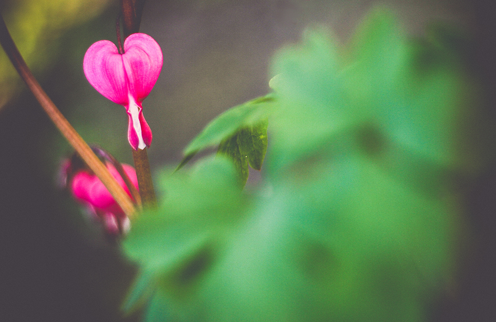 Hazánkban a szívvirág egy szép vidéki növény volt, amely szinte minden kertben megtalálható volt, de mára már egyre ritkábban találkozunk vele