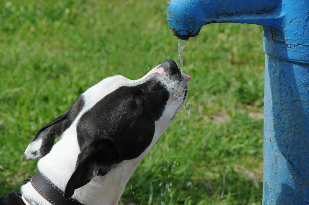 Friss vizet a kutyáknak! Segítsünk átvészelni a hőséget (Fotó: Kecskeméti Krisztina)