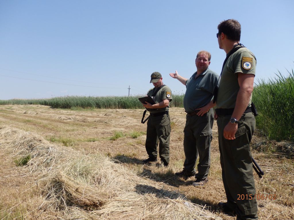 A kaszálás nyomait mutatja földjén a tulajdonos a mezőőröknek (Fotó: mezőőri szolgálat)