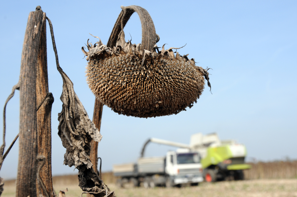 Az Orosfarm Zrt. közel 500 hektáron vetett napraforgót, a betakarítás több mint 70 %-án már túl vannak, szép az állomány (Fotó: Kecskeméti Krisztina)