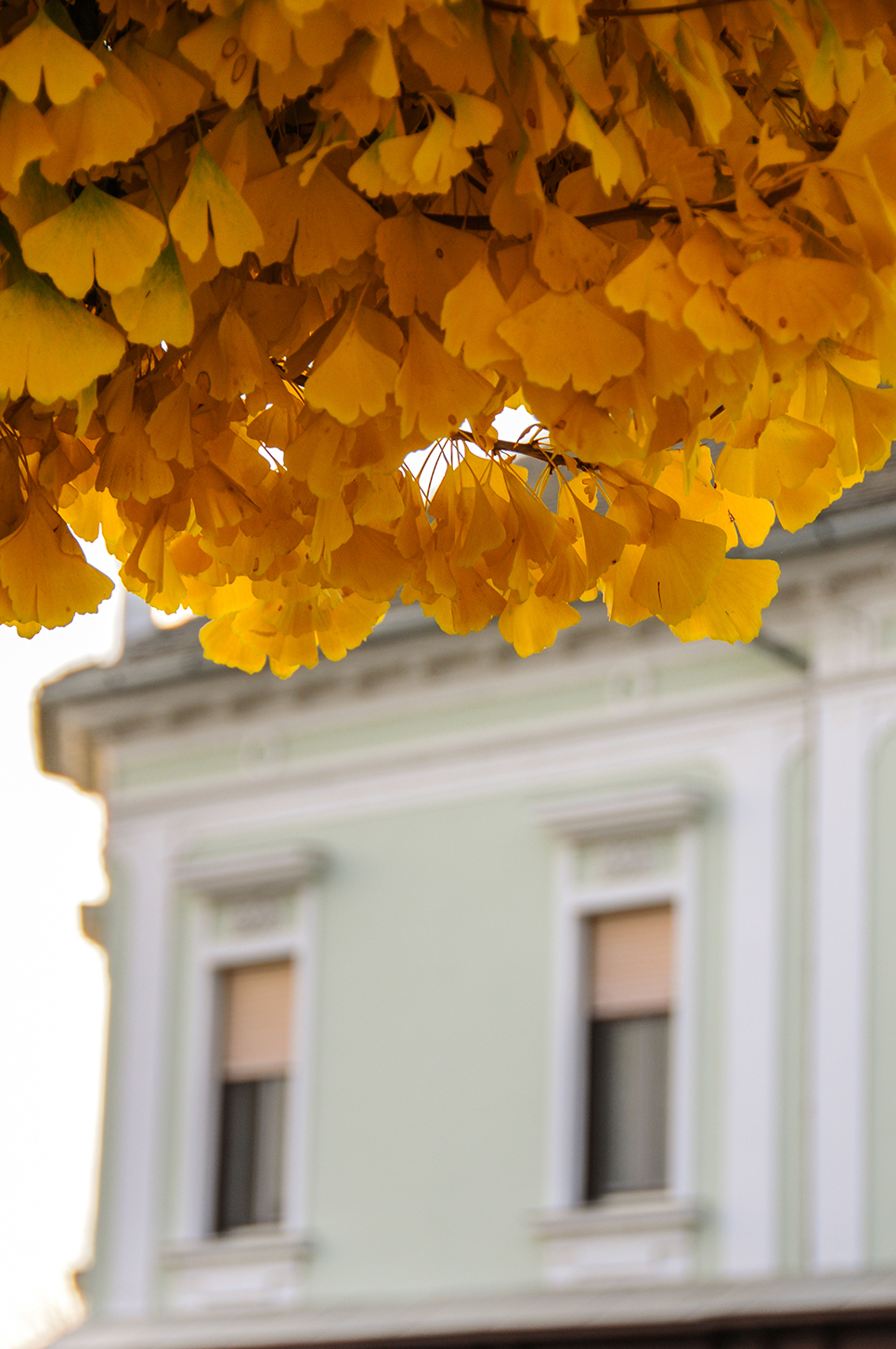 Az ősz színei Orosháza főtéren, szebbnél szebb színekben pompáznak a búcsúzó lombkoronák (Fotó: Kecskeméti Krisztina)