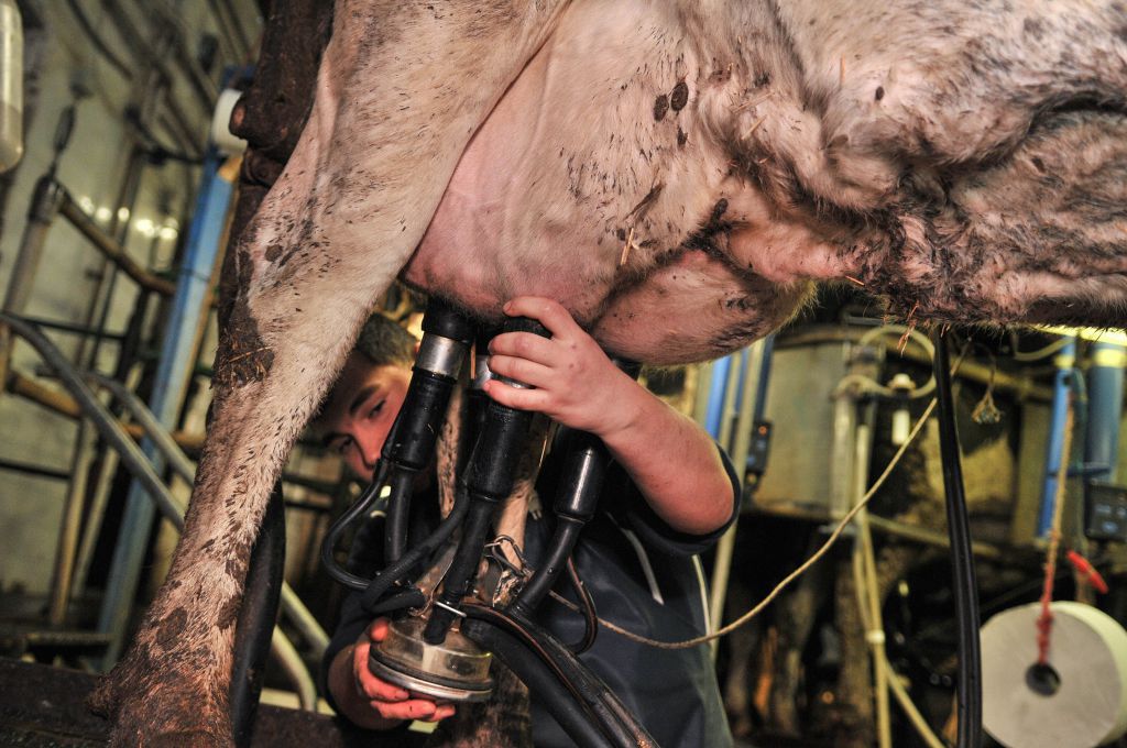 700 szarvasmarha, napi 18-20 ezer liter tejet ad az Agro-M-nél (Fotó: Rajki Judit) 
