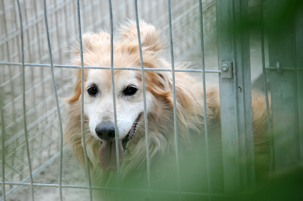 Mikor mehetsz legközelebb? Egyeztess az állatvédőkkel, keresd őket akár facebookon, várnak ők is és a gazdában bízó kutyák is