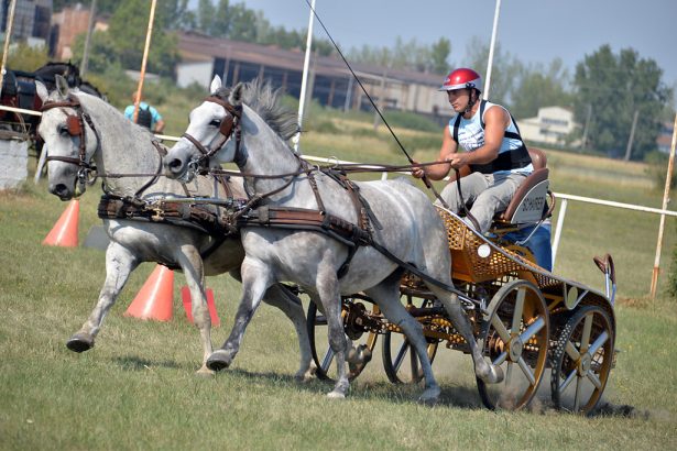 A szervezők gazdag programról gondoskodtak a lovas sportok barátai számára (klikk a képre) Fotó: Rajki Judit