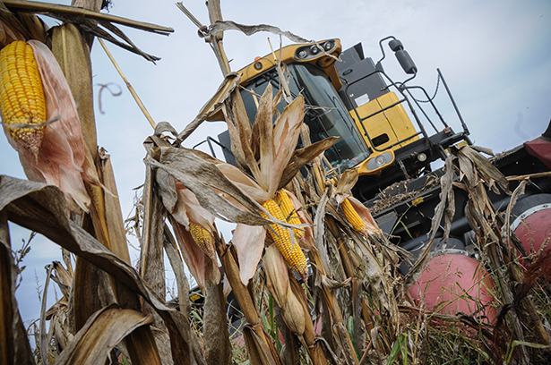 Elkezdődött a kukorica betakarítása (Fotó: Kecskeméti Krisztina) 